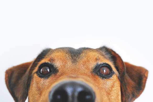 Care for Your Pets After You Pass with a Pet Trust