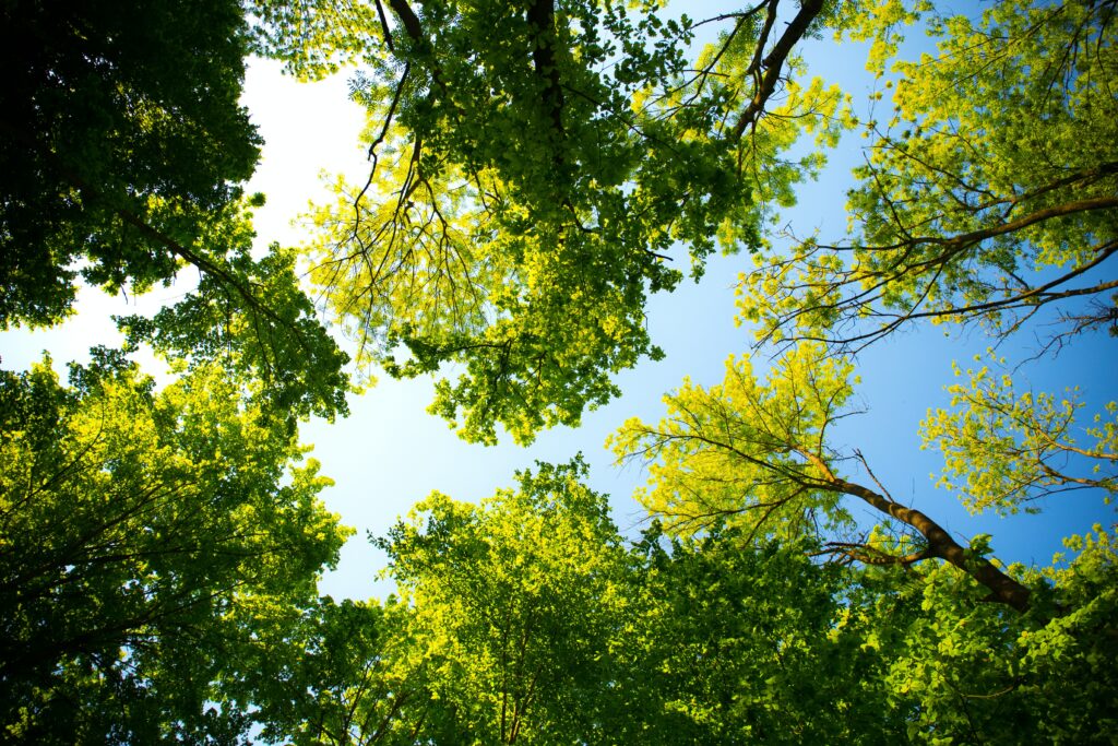 Green Trees Initiative